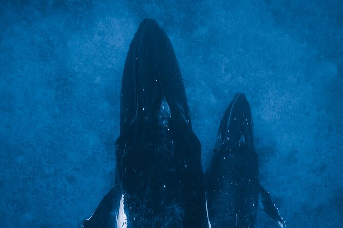 Private Whale Watching Activity: 6 passengers max - Photos, videos, and the value of not filming everything