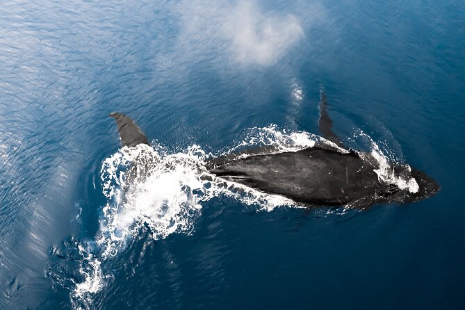 Private Whale Watching Activity: 6 passengers max - Price and what $500 really buys you