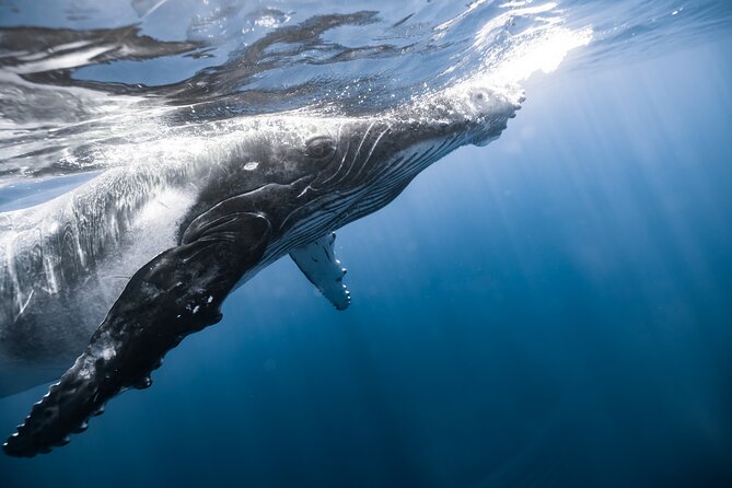 Private Whale Watching Activity: 6 passengers max - What to bring and what not to expect