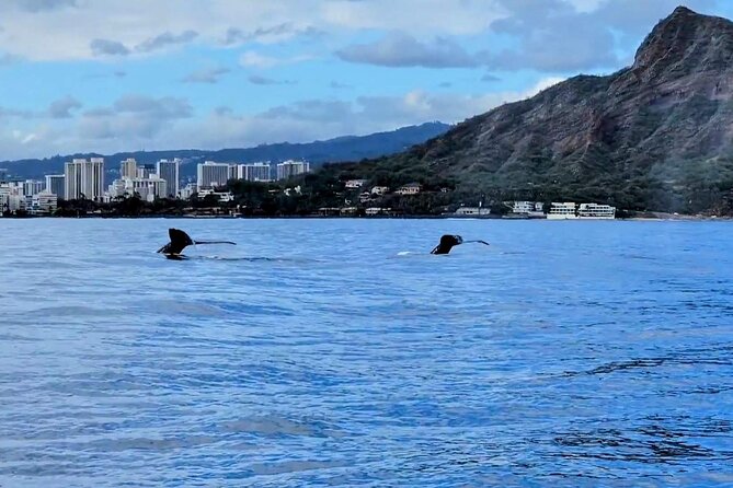 Private Whale Watching Adventure - Drinks, Food, and What Is Included