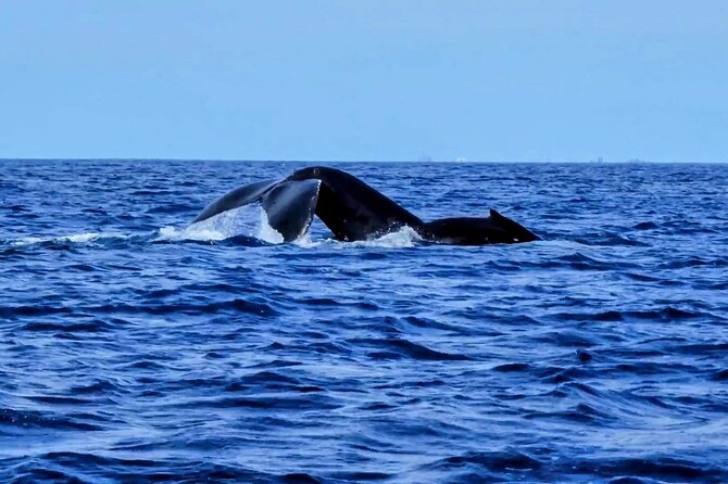 Private Whale Watching Adventure - Weather, Cancellation, and Practical Planning