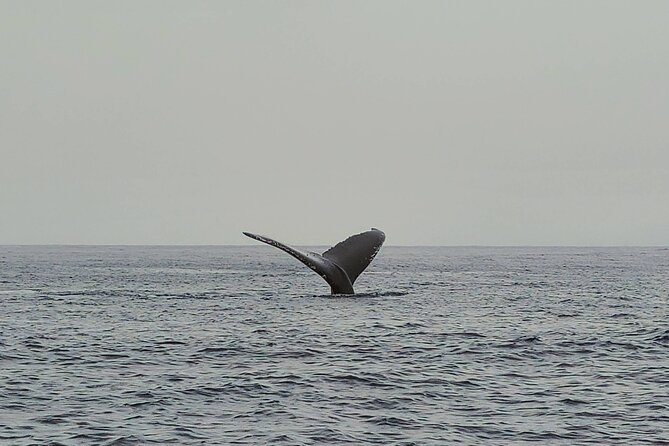 Private Whale Watching Adventure - Who Will Enjoy This Oahu Whale Tour Most?