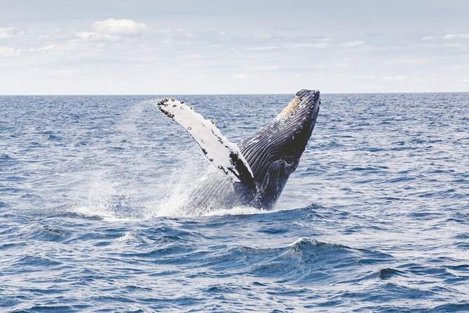 Private Whale Watching Adventure - Whales First, Then Dolphins, Turtles, and Monk Seals