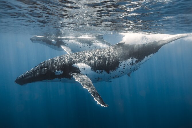 Private Whale Watching and Coastal Swimming Tour Honolulu - Stopping to swim with turtles and fish