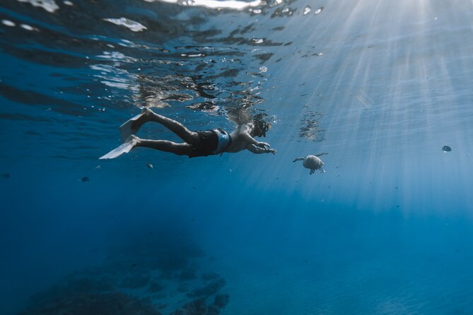 Private Whale Watching and Coastal Swimming Tour Honolulu - What the $749 group price really means
