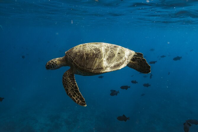 Private Whale Watching and Coastal Swimming Tour Honolulu - The crew and the feel of the trip