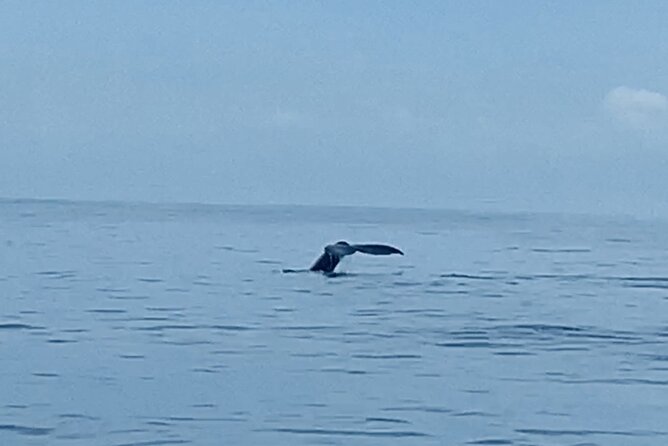 Private Whale Watching and Dolphin Excursion - A private boat, not a crowded sightseeing cruise
