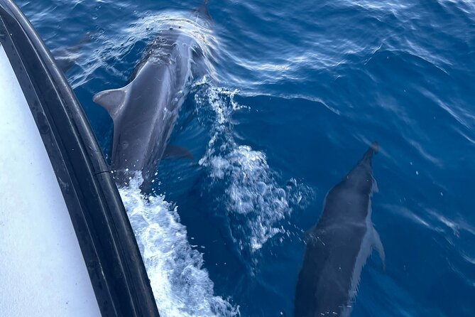 Private Whale Watching and Dolphin Excursion - What you might see in two hours