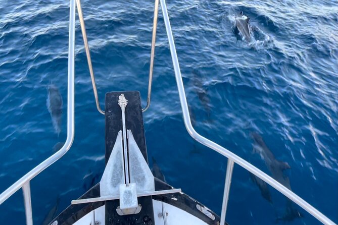 Private Whale Watching and Dolphin Excursion - Private charter value at $265 per person