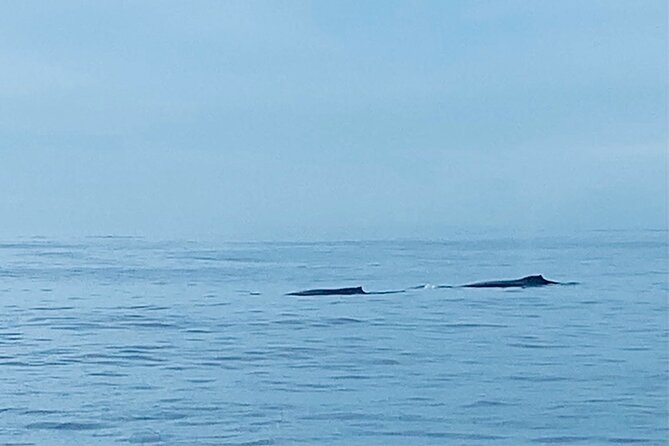 Private Whale Watching and Dolphin Excursion - Leaving from 1125 Ala Moana Boulevard