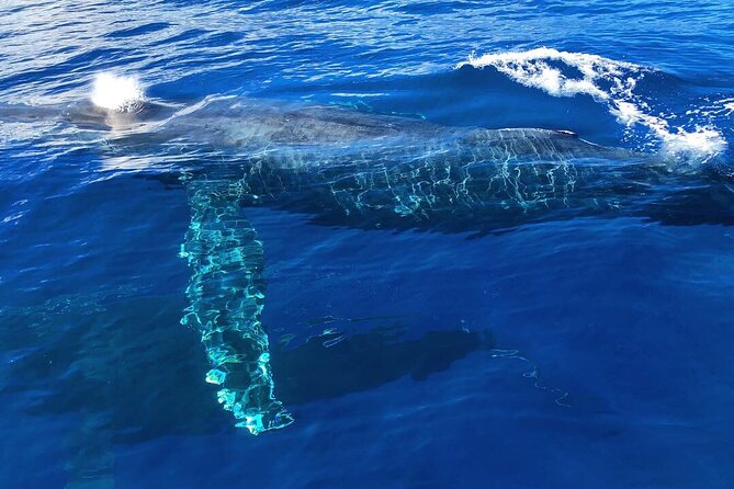 Private Whale Watching Safari from North Shore Oahu - Why this private North Shore boat trip works
