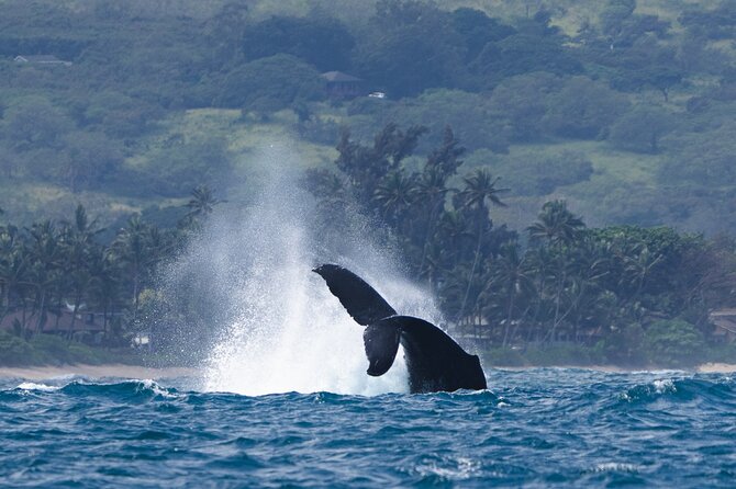 Private Whale Watching Safari from North Shore Oahu - Banzai Pipeline and Oahu’s surf coast