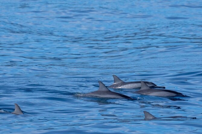 Private Whale Watching Safari from North Shore Oahu - Sunset departures and memorable timing