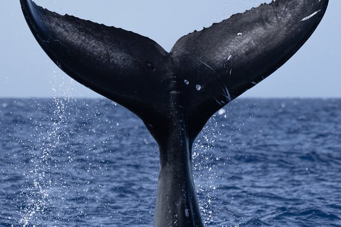 Private Whale Watching Safari from North Shore Oahu - Families, mobility, and practical fit