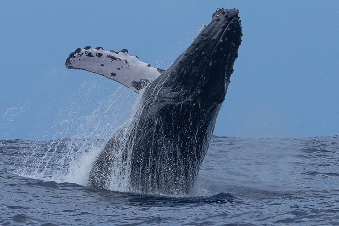 Private Whale Watching Safari from North Shore Oahu - Leaving Haleiwa for whale country