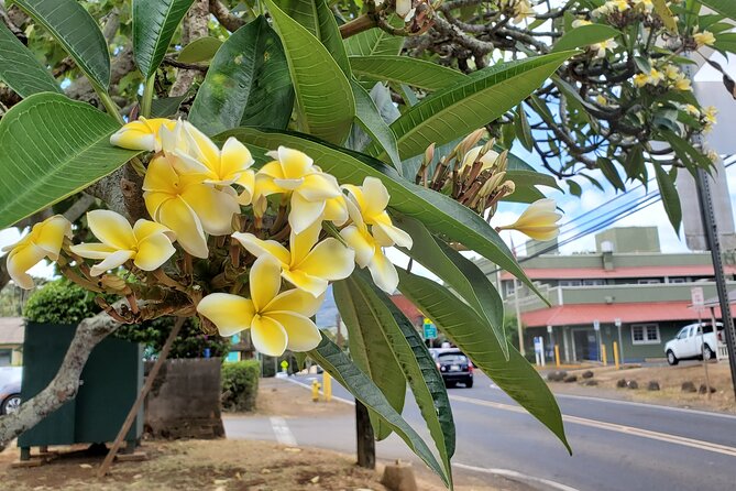 Round Trip North Shore Shuttle from Waikiki to Haleiwa Town / Haleiwa Harbor - What the beach and surf stops add