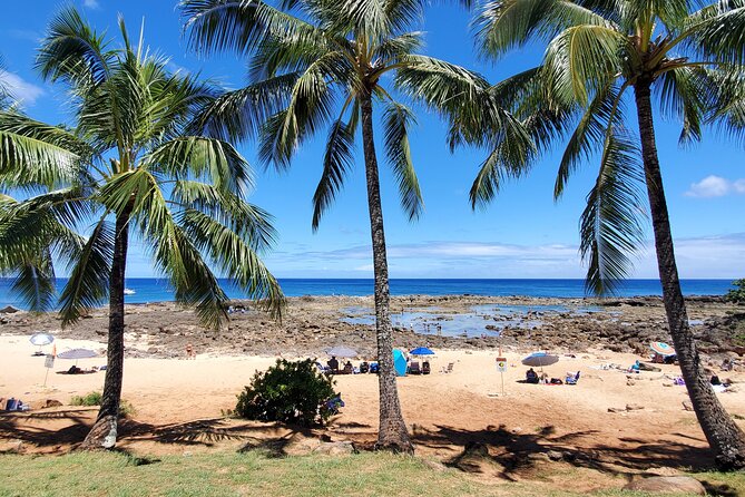 Round Trip North Shore Shuttle from Waikiki to Haleiwa Town / Haleiwa Harbor - Time for food, shops, turtles, and surf watching