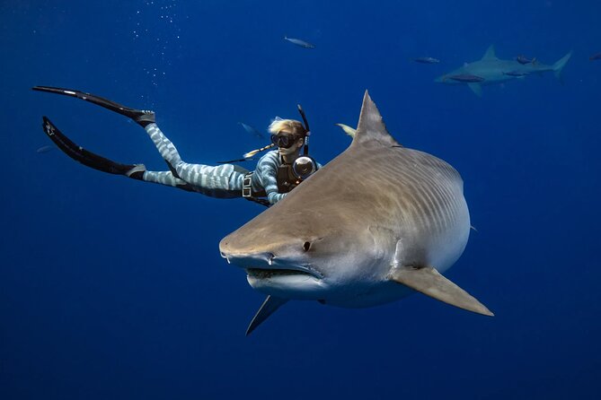 Safe and Educational Shark Dive from Haleiwa: Sharks Guaranteed - What the safety briefing really prepares you for