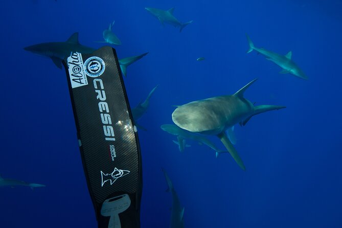 Safe and Educational Shark Dive from Haleiwa: Sharks Guaranteed - The conservation lesson behind the swim