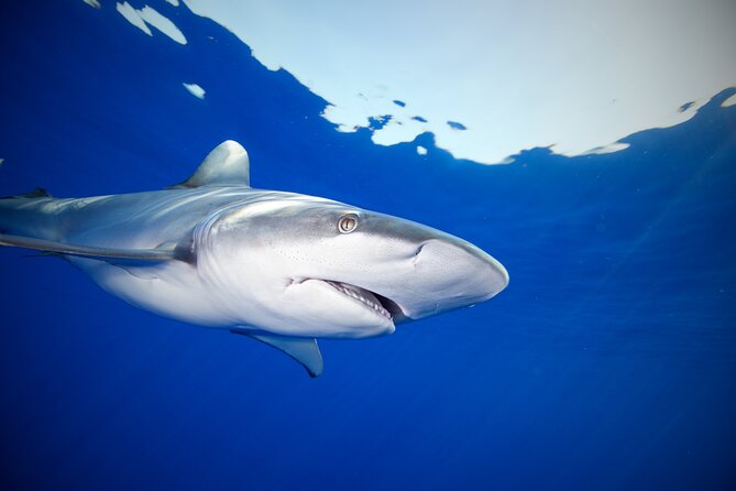 Safe and Educational Shark Dive from Haleiwa: Sharks Guaranteed - How much time you spend in the water