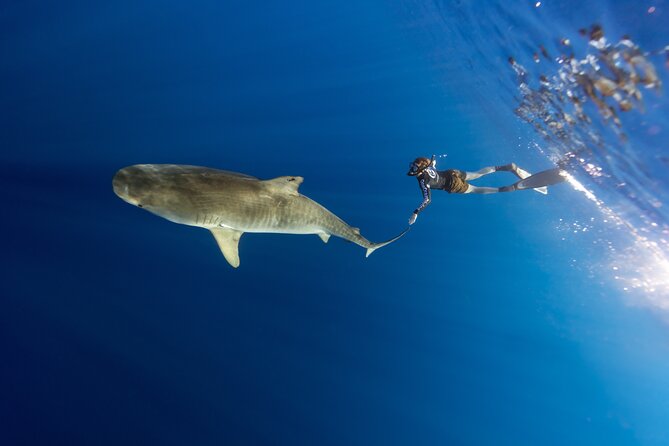 Safe and Educational Shark Dive from Haleiwa: Sharks Guaranteed - Equipment, photographs, and the real cost