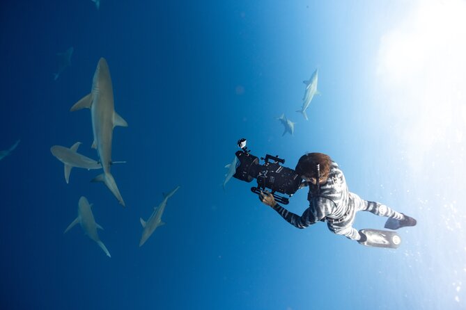 Safe and Educational Shark Dive from Haleiwa: Sharks Guaranteed - Weather, seasons, and what you might see