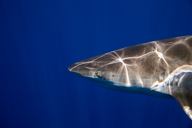 Safe and Educational Shark Dive from Haleiwa: Sharks Guaranteed - Who will enjoy this Oahu activity most