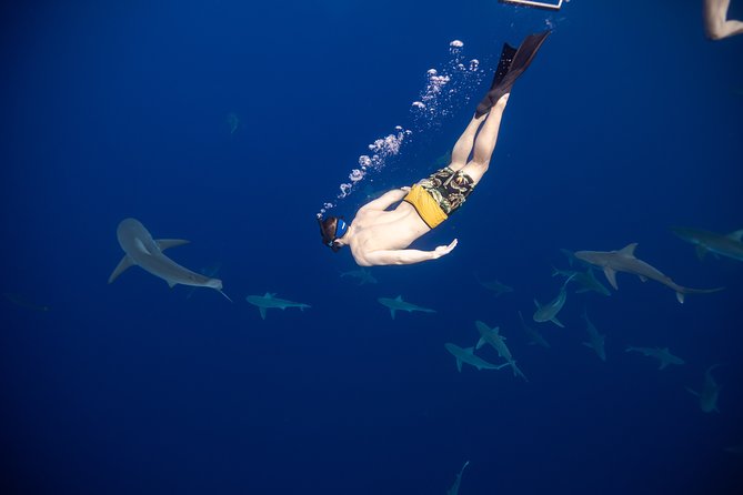 Safe and Educational Shark Dive from Haleiwa: Sharks Guaranteed - Face-to-face with sharks in their own habitat