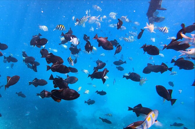 Sail and Turtle Snorkeling Tour in Waikiki - Why the crew matters for beginners
