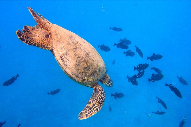 Sail and Turtle Snorkeling Tour in Waikiki - Wildlife beyond the turtles