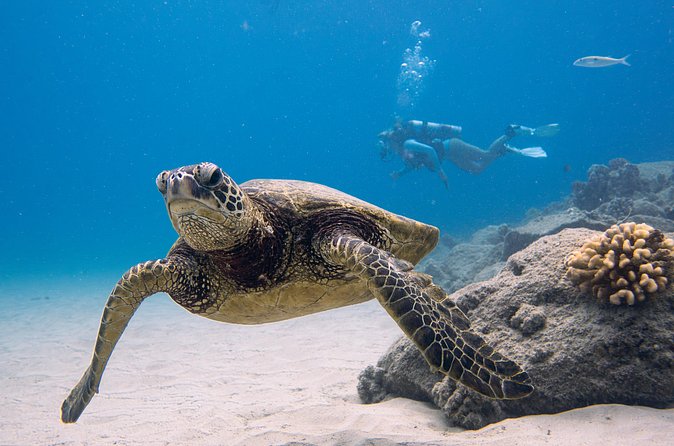 Scuba Dive at Electric Beach - Photos, snacks, and a useful finish on shore