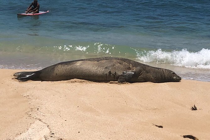 Sea / Eat & See The North Shore - Key points to know before you go