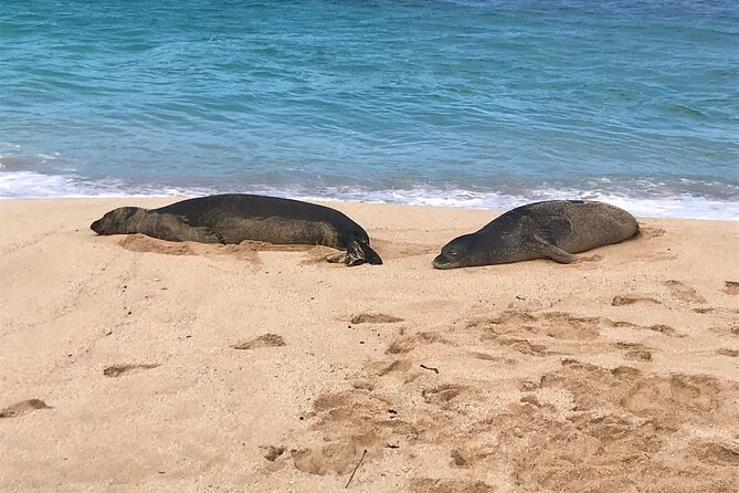 Sea / Eat & See The North Shore - Beach time and the search for sea turtles