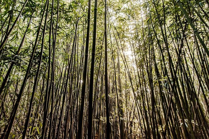 Self Guided Hike Trail to Nature Walk & Waterfall - The Scenic Drive Into Manoa Valley