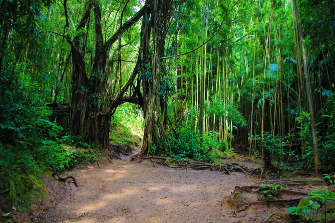 Self guided Hike Trail to Nature Walk & Waterfall - Who will enjoy this three-hour Oahu outing