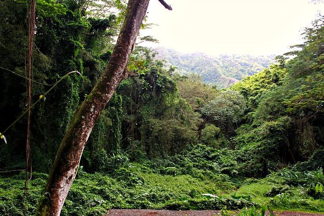 Self guided Hike Trail to Nature Walk & Waterfall - Should you book the Manoa Falls hike?