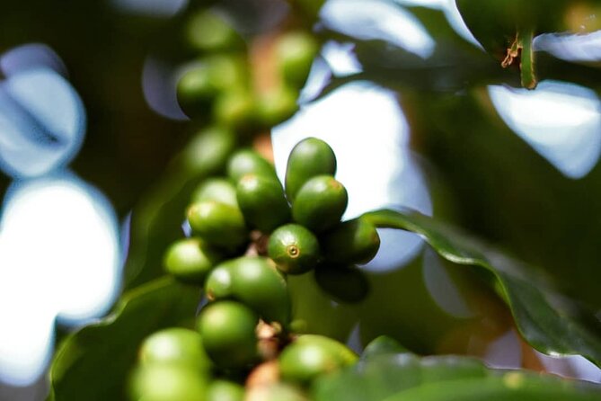 Shared Food & Waterfall Tour in Honolulu - Finishing with Hawaiian agricole rum