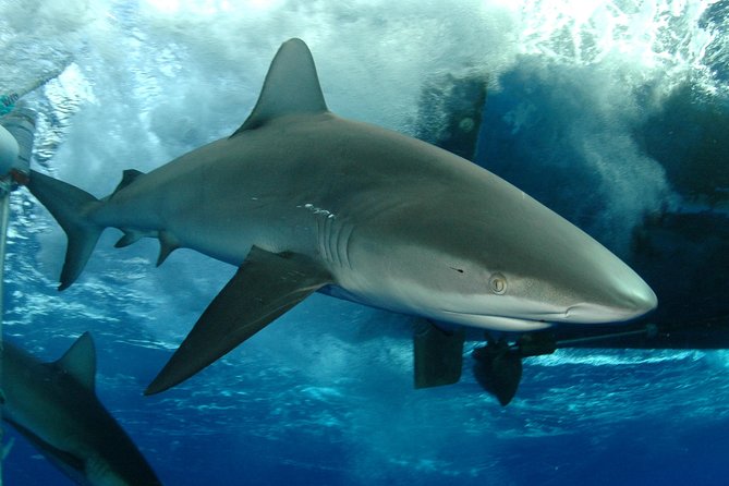 Shark Cage Diving on Oahu’s North Shore - Quick points before you book
