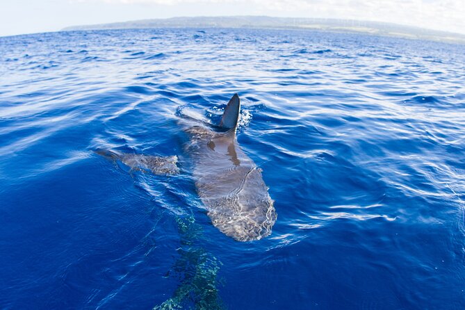 Shark Cage Diving on Oahu’s North Shore - From Haleiwa Harbor to open Pacific water