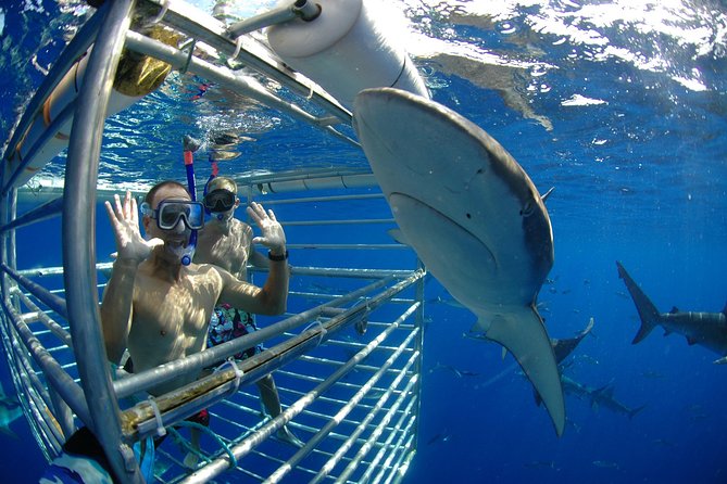Shark Cage Diving on Oahu’s North Shore - What you are likely to see below the surface