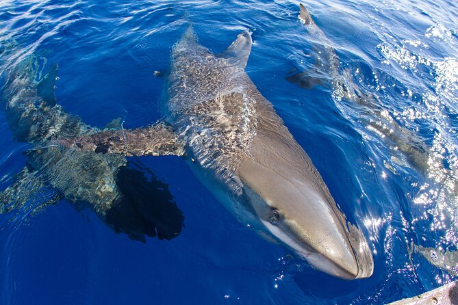 Shark Cage Diving on Oahu’s North Shore - Timing, weather, and the best way to prepare