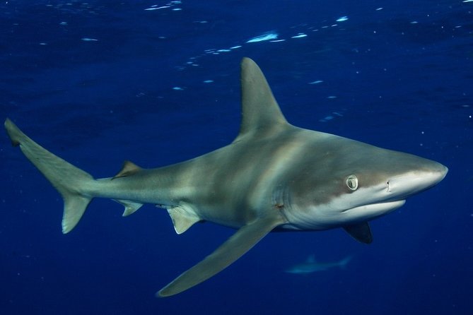 Shark Cage Diving on Oahu’s North Shore - The trip back to Haleiwa