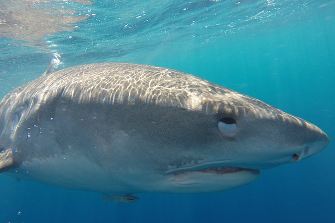 Shark Cage Diving on Oahu’s North Shore - Entering the floating shark cage