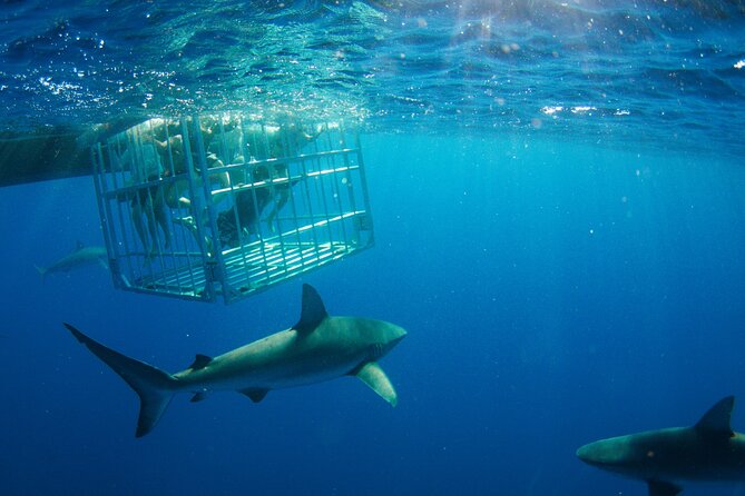 Shark Cage Diving On "The World Famous North Shore of Oahu", Hawaii - Leaving Haleiwa for the North Shore shark grounds