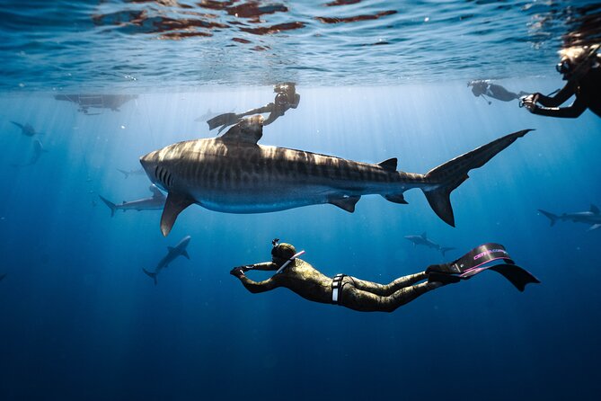 Shark Dive Private Charter No Cage - Key points to know before booking