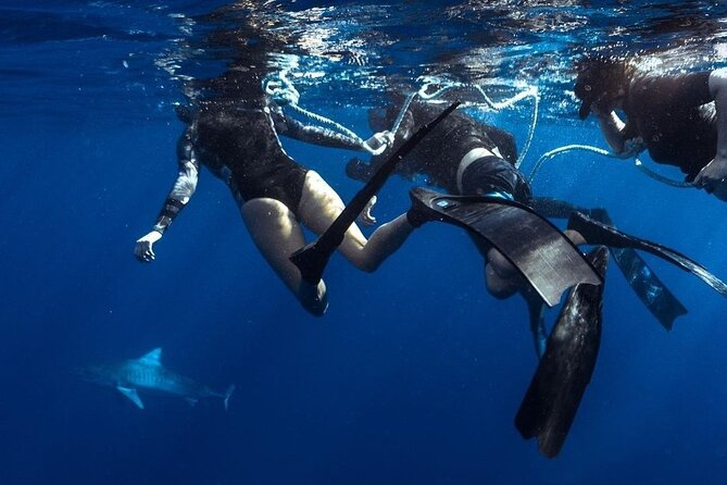 Shark Dive Private Charter No Cage - Safety comes before the sharks