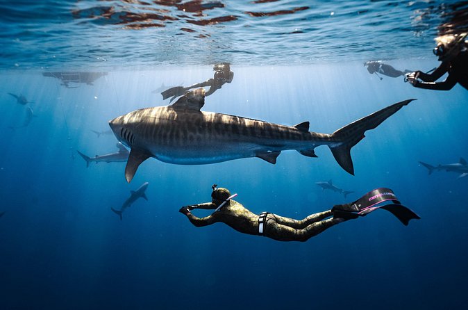 Shark Dive Private Charter No Cage - The species you might see