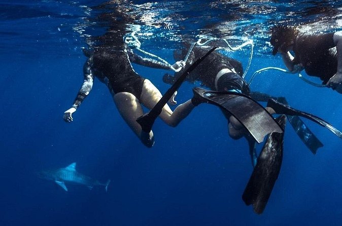 Shark Dive Private Charter No Cage - The photo package is useful, but optional