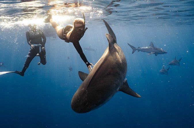 Shark Dive Private Charter No Cage - Morning timing and weather matter