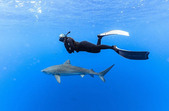 Shark Dive Private Charter No Cage - Who will enjoy this most